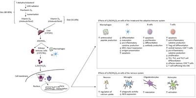 A Brief Review of the Effects of Vitamin D on Multiple Sclerosis